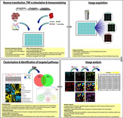 A High-Content Screening Approach to Identify MicroRNAs Against Head and Neck Cancer Cell Survival and EMT in an Inflammatory Microenvironment